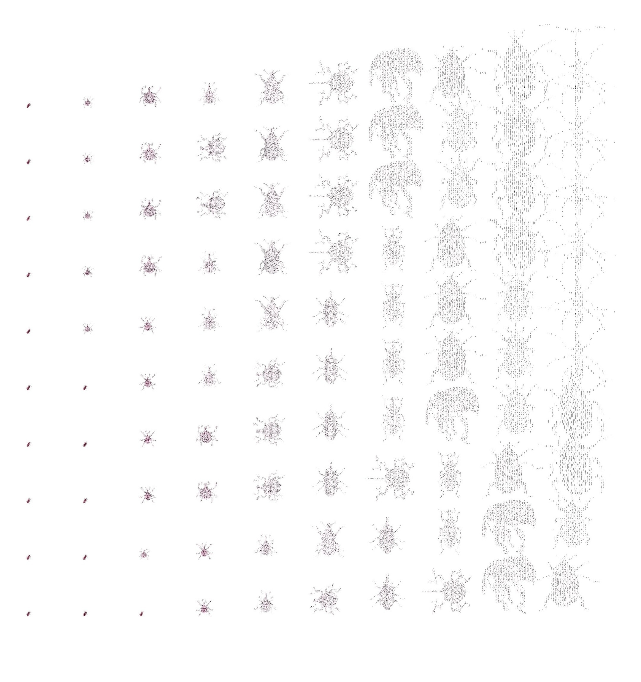 Weevil field, variation