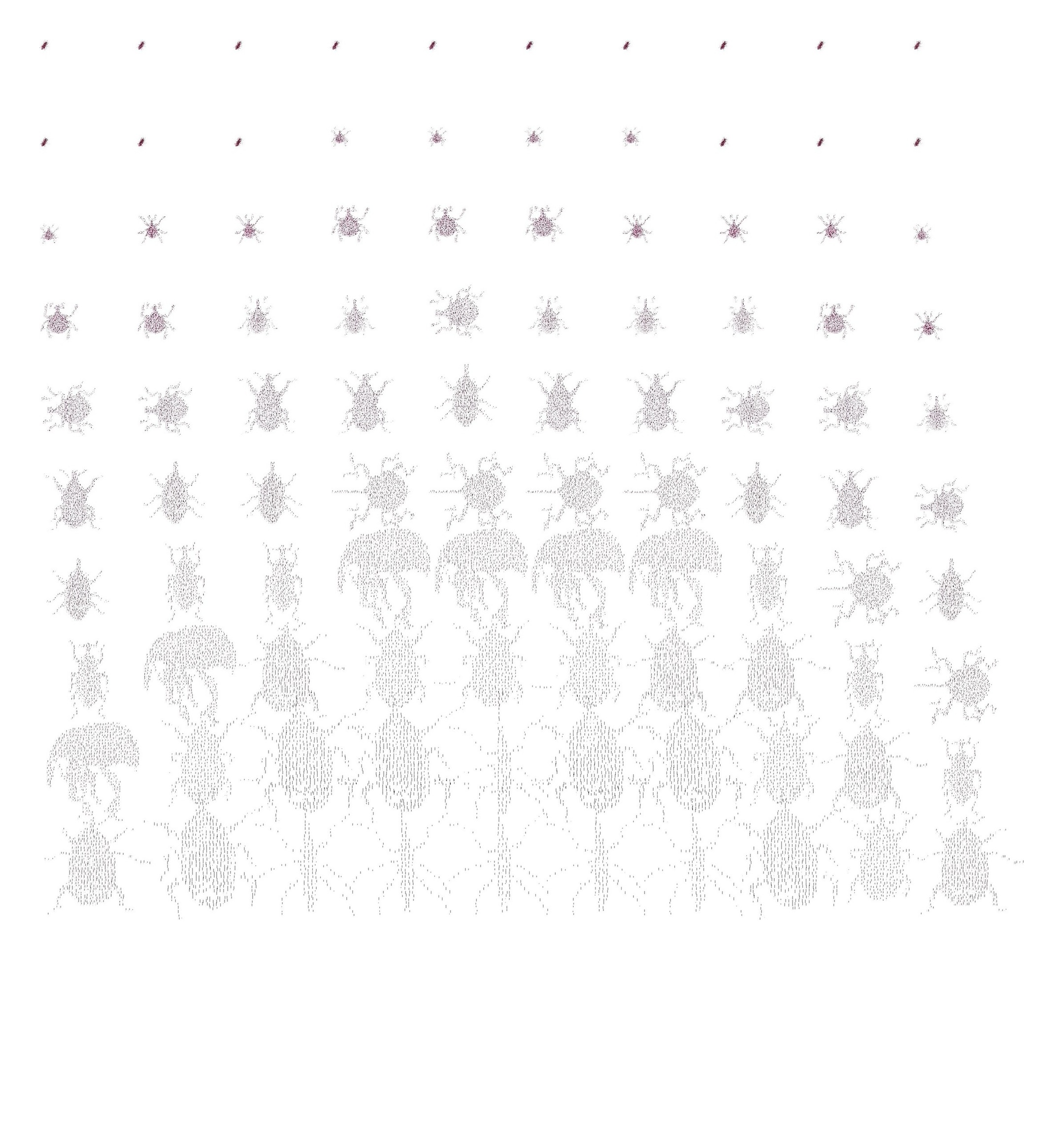 Weevil field, variation